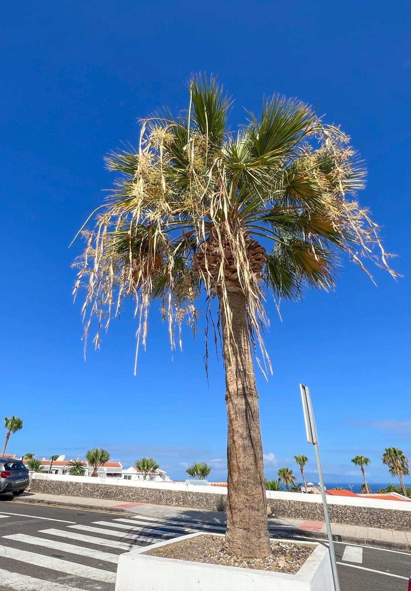 Apartamento El Paraiso Costa Adeje  Exteriér fotografie